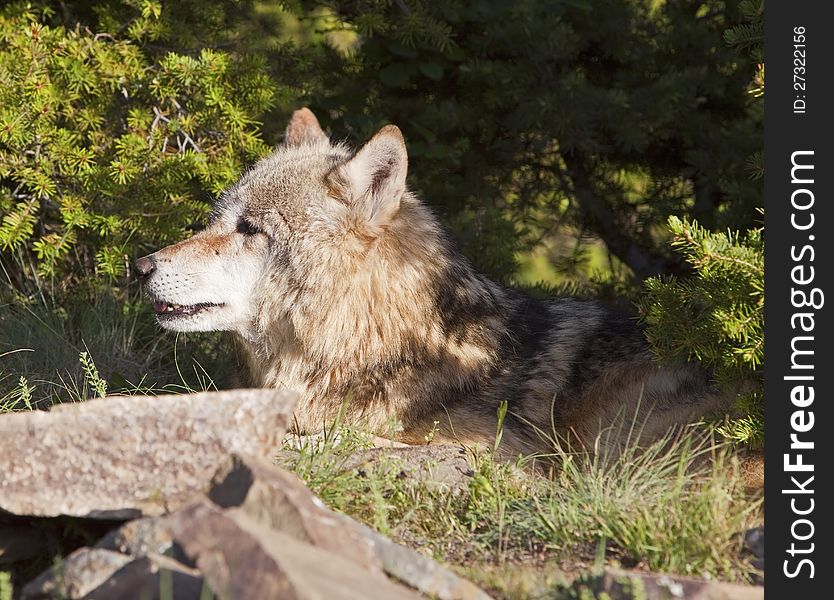 Adult Wolf Lying Under A Tree