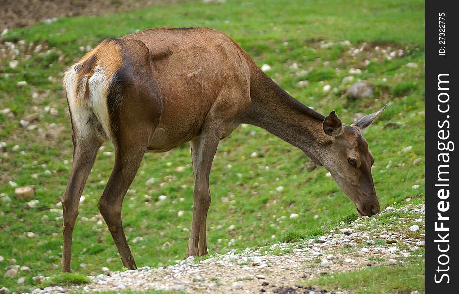 Red deer feed on grass meadow