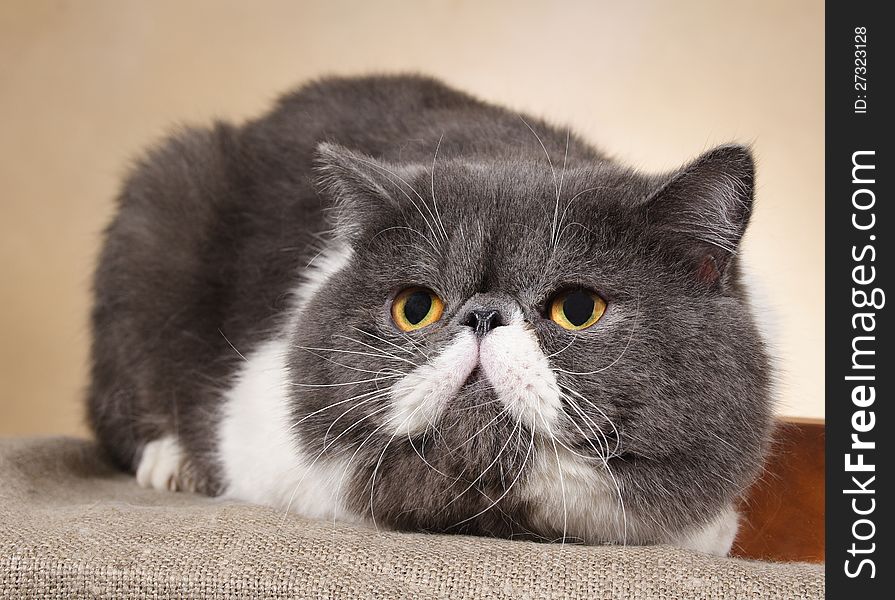 Photo of a cat, ready to attack. ,cat portrait. Photo of a cat, ready to attack. ,cat portrait