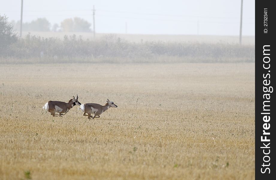 Pronghorn Antelope running across the prairie. Pronghorn Antelope running across the prairie.