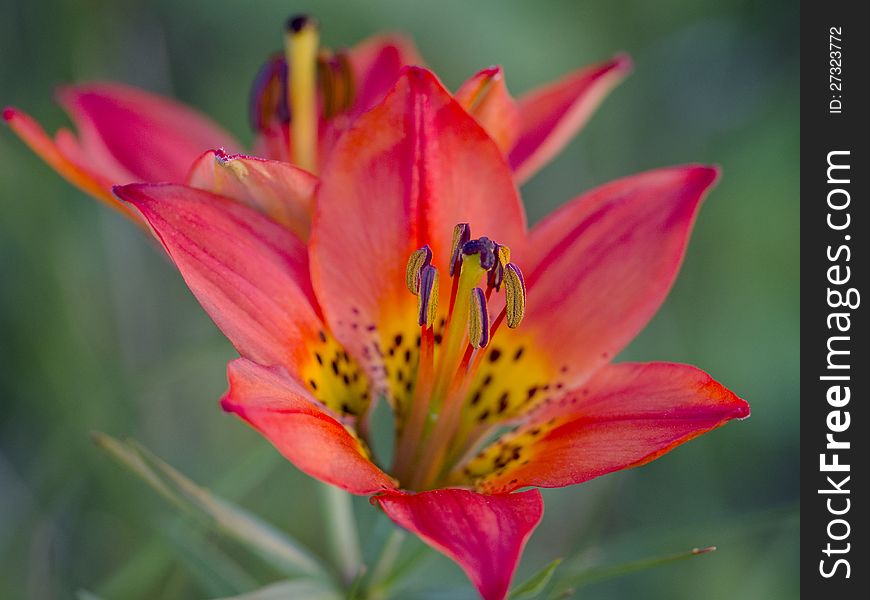 Wild Tiger Lily Close Up