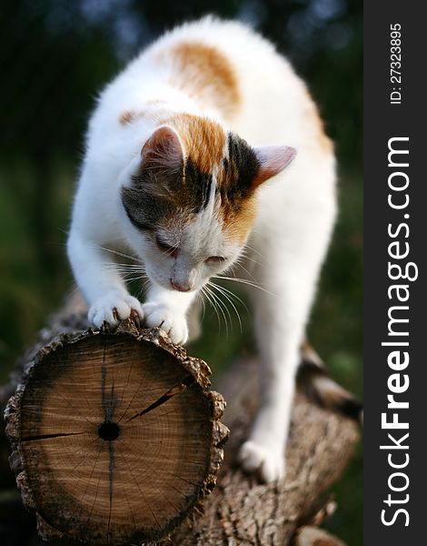 A cat is scratching the log. A cat is scratching the log