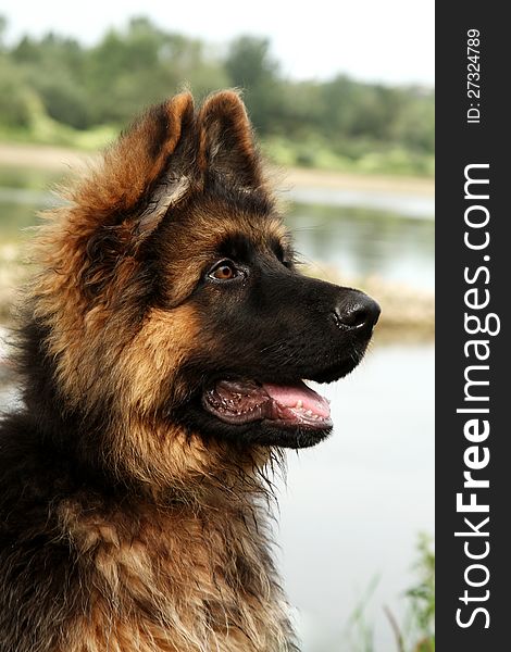 Germany sheep-dog laying in garden