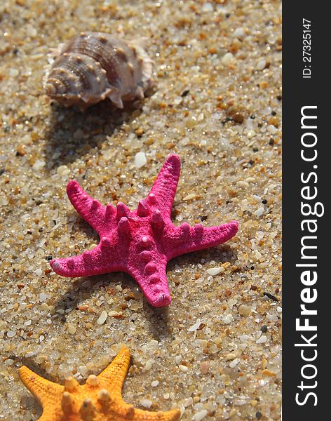 Sea time composition: pink starfish on the beach. Sea time composition: pink starfish on the beach