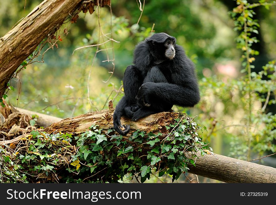 A Siamang Gibbon sitting in tree looking into the distance.