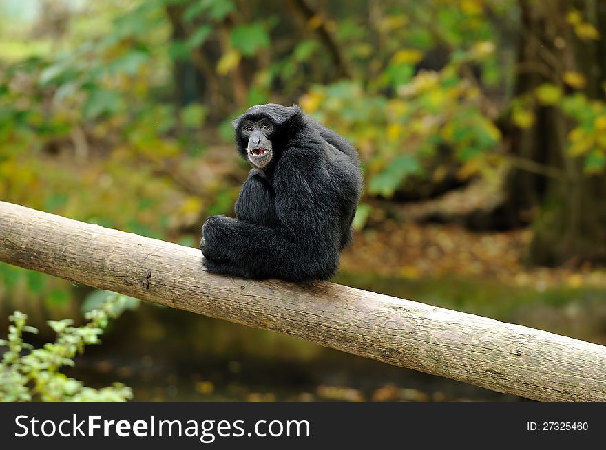 A Siamang Gibbon sitting on a log, looking over his shoulder at the camera. A Siamang Gibbon sitting on a log, looking over his shoulder at the camera.