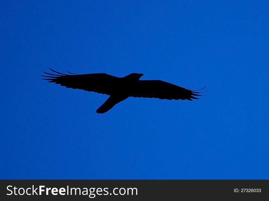 The dark silhouette of a crow, profiling itself on the blue skies - a certain omen of misfortune. The dark silhouette of a crow, profiling itself on the blue skies - a certain omen of misfortune.