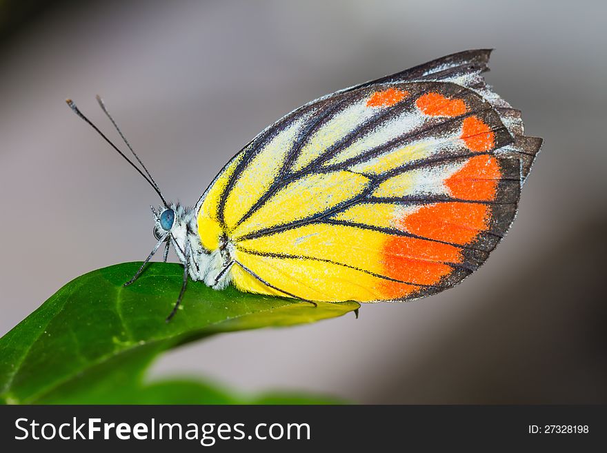 Close up of colorful butterfly on green leaf. Close up of colorful butterfly on green leaf