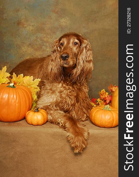 An Irish Setter lays with pumpkins and autumn leaves. An Irish Setter lays with pumpkins and autumn leaves.