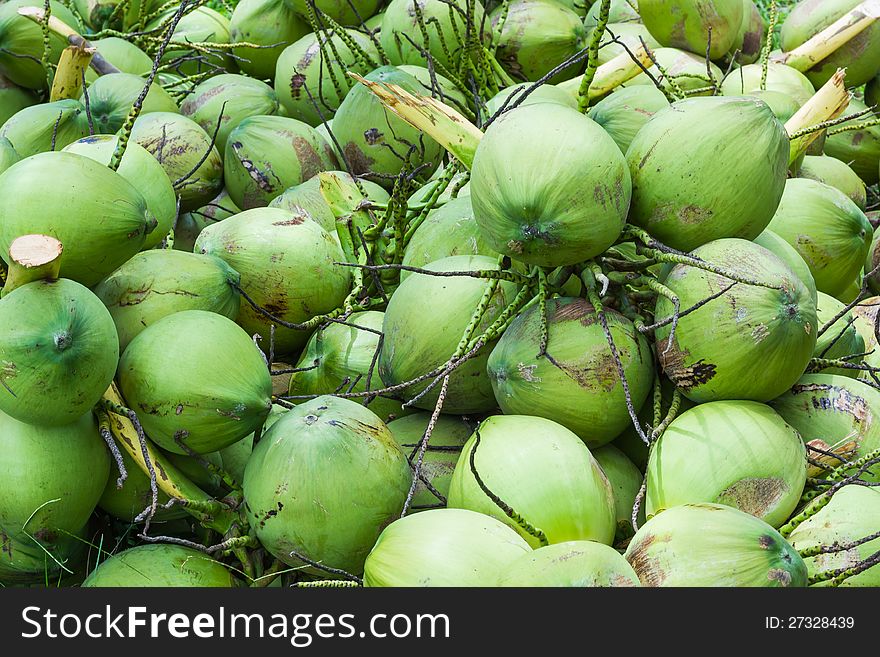 Bunch of coconuts in the plantation. Bunch of coconuts in the plantation