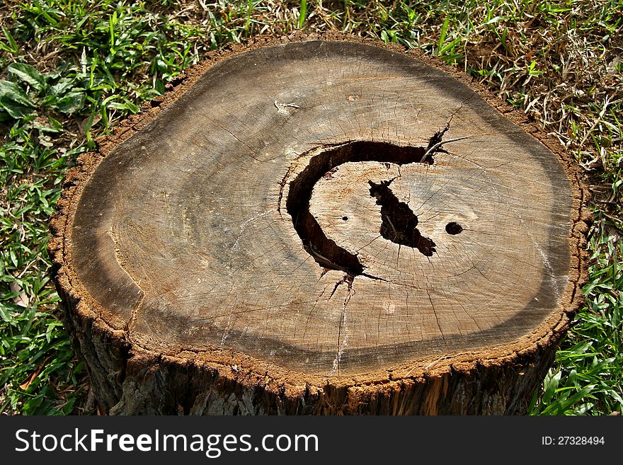 Top view of a tree stump isolated on grassy background.