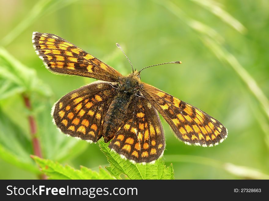 The Heath Fritillary (Melitaea athalia) is a butterfly of the Nymphalidae family. Top.