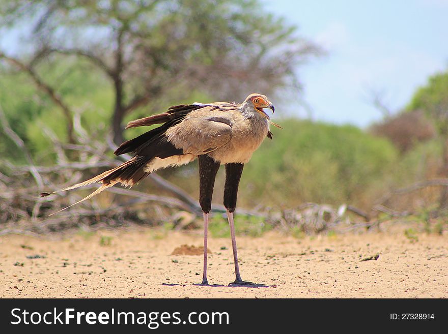 An adult Secretary Bird, with beak agape, at a watering hole in Namibia, Africa. An adult Secretary Bird, with beak agape, at a watering hole in Namibia, Africa.