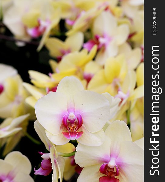 Yellow Orchid Flowers Closeup