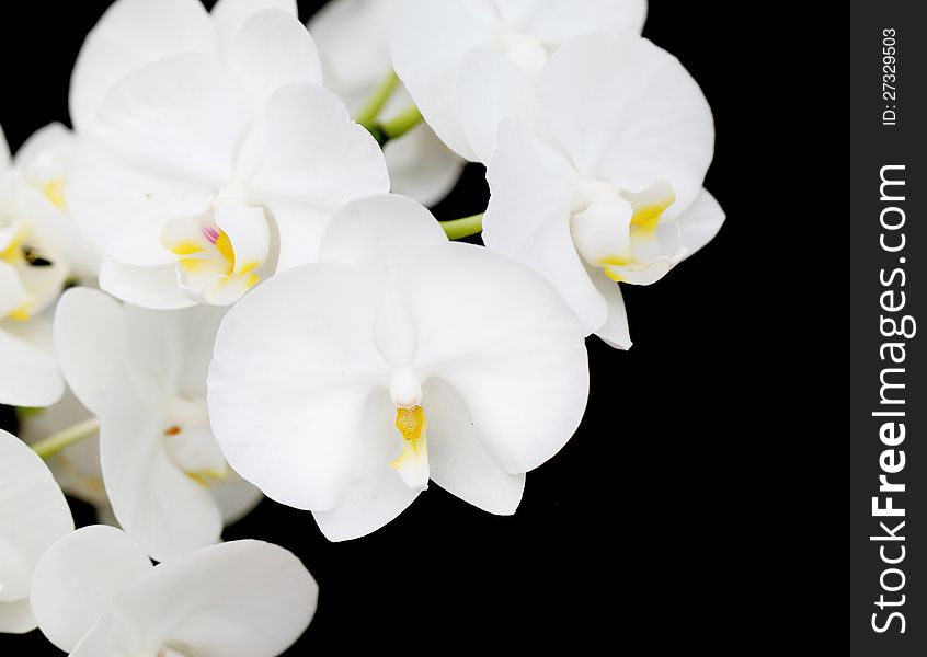 White color Orchid flowers closeup. White color Orchid flowers closeup