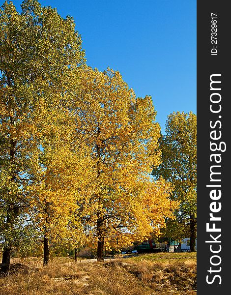 Autumn trees near to Cluj-Napoca in Romania in fall. Autumn trees near to Cluj-Napoca in Romania in fall