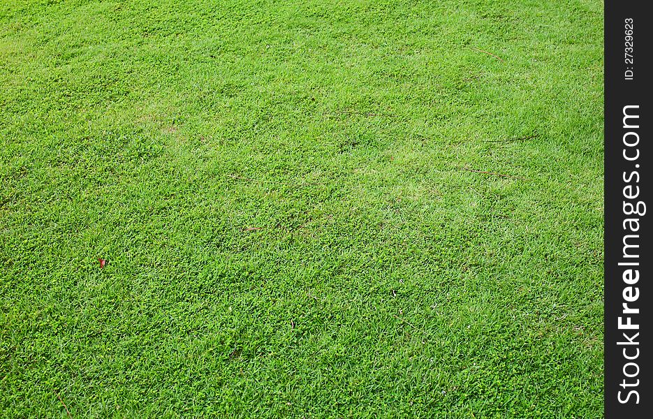 Asia Green fresh grass background. Asia Green fresh grass background