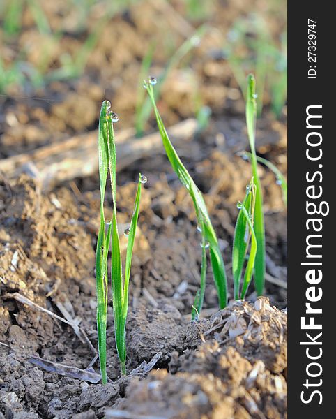 Closeup on seedlings of cereals with with drops. Closeup on seedlings of cereals with with drops