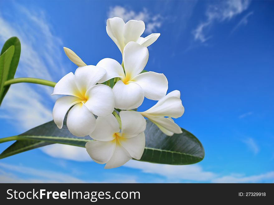 Frangipani under the blue sky. Frangipani under the blue sky