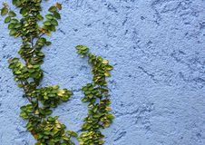 Free Closeup Plant On Abstract Rough Royalty Free Stock Photography - 27330217