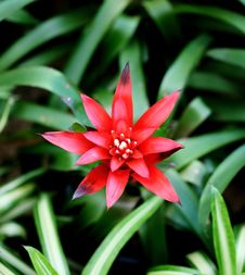Red Flower In The Garden Stock Photography Red Flower In The Garden Stock Photography