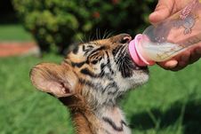 Tiger Cub Eat Milk Stock Photos
