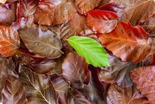 Pile Of Leaves Stock Photo Pile Of Leaves Stock Photo