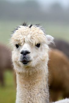 Alpaca Portrait Royalty Free Stock Images Alpaca Portrait Royalty Free Stock Images