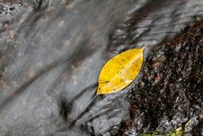 Foilage On A Water Stock Photo Foilage On A Water Stock Photo