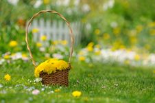 Basket Of Yellow Dandelion Flowers On Lawn Stock Images Basket Of Yellow Dandelion Flowers On Lawn Stock Images