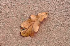 Dry Fallen Oak Leaf On Concrete Stock Photos