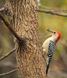 Red-bellied Woodpecker, Melanerpes Carolinus Royalty Free Stock Photo Red-bellied Woodpecker, Melanerpes Carolinus Royalty Free Stock Photo