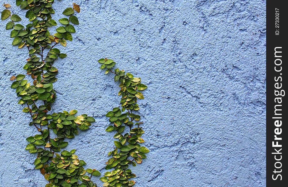 Closeup plant on Abstract rough wall background
