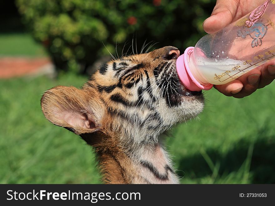 Baby tiger cub eat milk