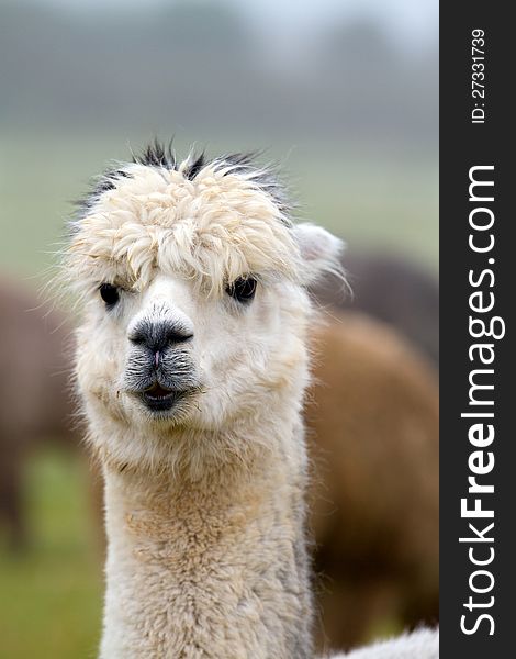 An Alpaca in profile. An alpaca resembles a small llama in appearance and their wool is used for making knitted and woven items such as blankets, sweaters, hats, gloves and scarves. An Alpaca in profile. An alpaca resembles a small llama in appearance and their wool is used for making knitted and woven items such as blankets, sweaters, hats, gloves and scarves.