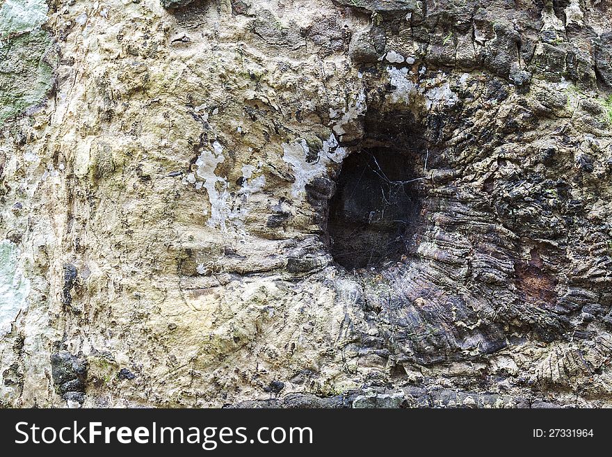 The texture of big tree's bark with hole. The texture of big tree's bark with hole