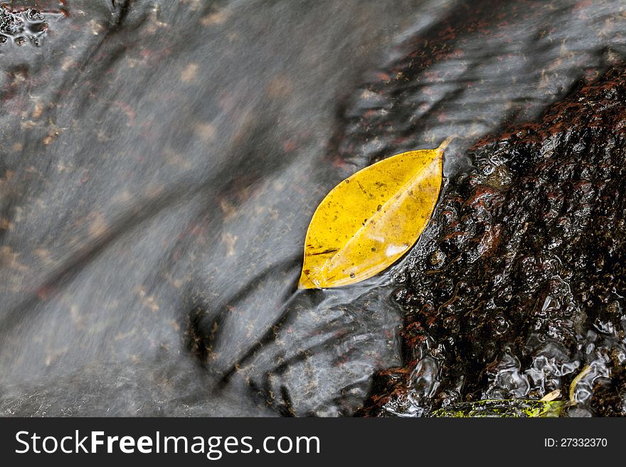 The yellow leaf fall on flowing water. The yellow leaf fall on flowing water.