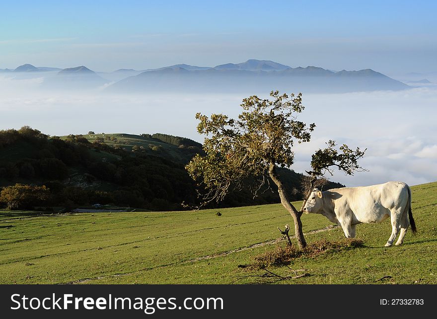 White cow on mountain pasture