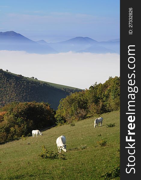 White cows grazing on mountain pasture. White cows grazing on mountain pasture