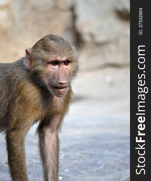 Close up of young baboon