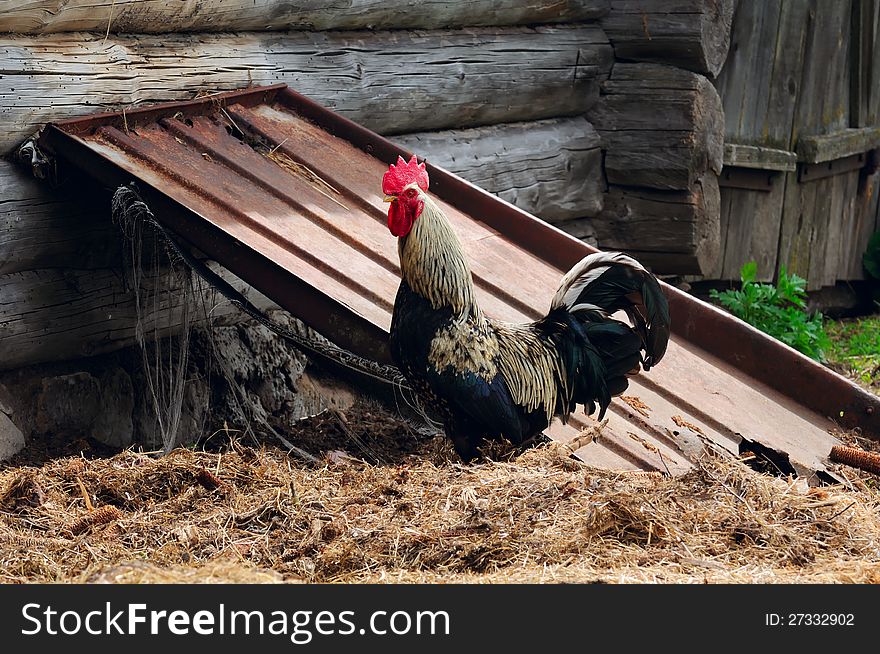 A rooster on a pile of hay in the farmyard. A rooster on a pile of hay in the farmyard