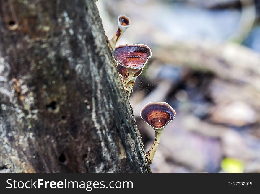 The group of mushroom grow on the trunk. The group of mushroom grow on the trunk.