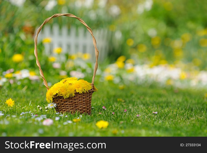 Basket Of Yellow Dandelion Flowers On Lawn