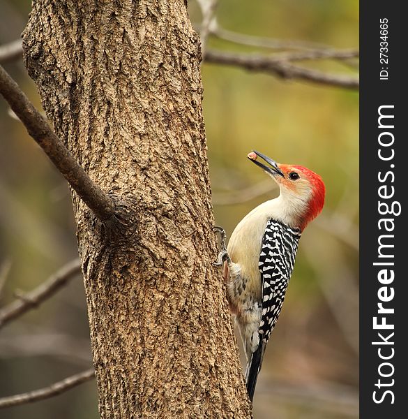 Red-bellied woodpecker, Melanerpes carolinus, perched on a tree eating a nut