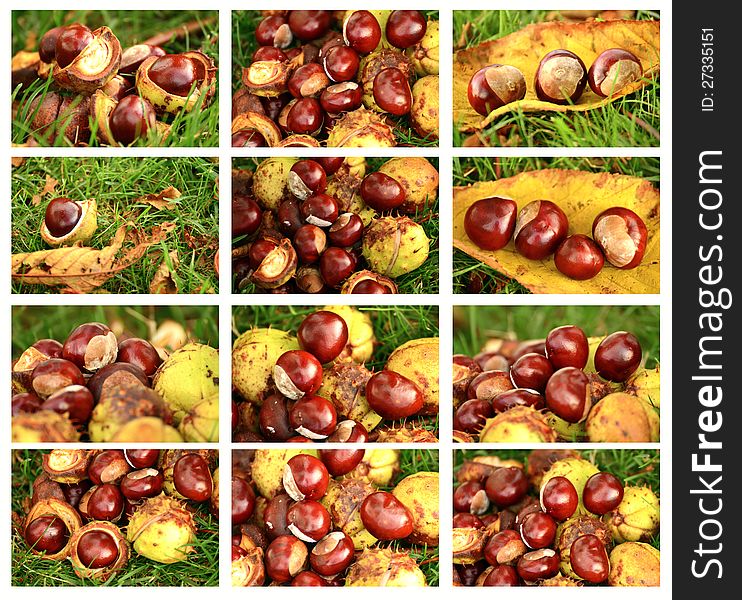 Chestnuts set