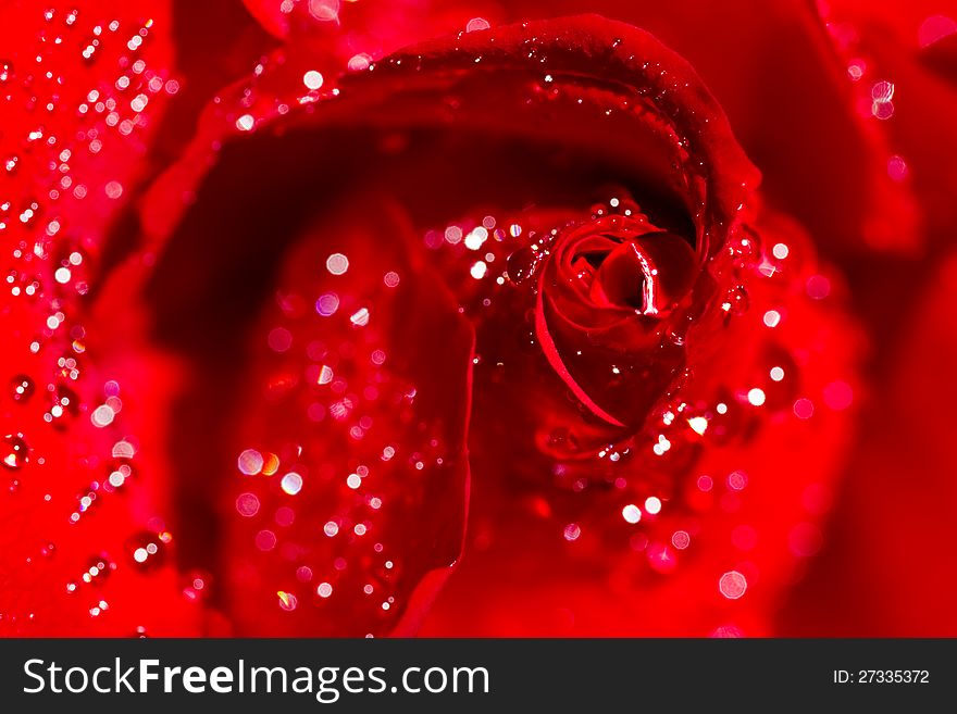 Close-up of a red rose blossom with lots of shimmering water-drops. Close-up of a red rose blossom with lots of shimmering water-drops