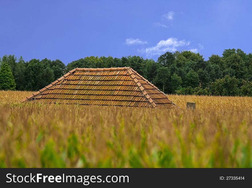 Roof Sticking Out Of Cornfield
