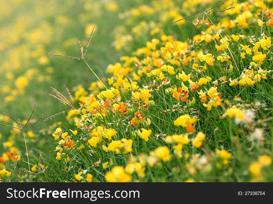 Blooming little yellow and red meadow flower. Blooming little yellow and red meadow flower