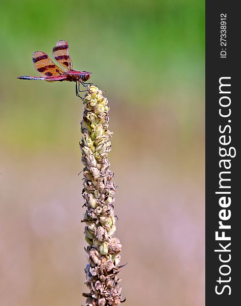 Close up image of a dragon fly perched on a weed, with shallow depth of field. Close up image of a dragon fly perched on a weed, with shallow depth of field.