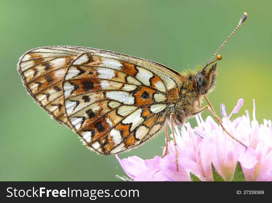 The small pearl-bordered fritillary (Boloria selene).